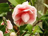 Kamelienblüte.webp