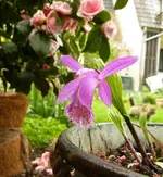 Tibet-Orchidee.webp