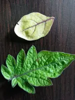IMG_20160413_164122.webp