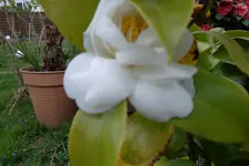 SAM_0967.webp