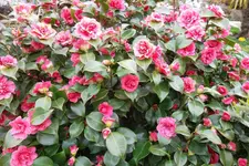 SAM_0969.webp