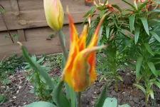 SAM_0974.webp
