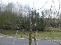 Apfel Jokob Fischer.webp