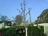 Kirsche.webp