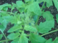 Tomaten.webp