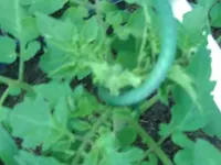 Tomaten (2).webp