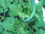 Tomaten (2).JPG