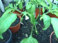 Sweet Cayenne.webp