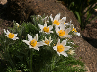 Küchenschelle_eis_grün_volle Blüte_900.webp