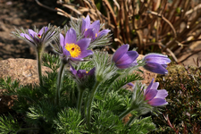 Küchenschelle_volle Blüte_lila_grün_900.webp