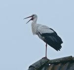 Storch klappert1_800.JPG