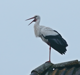 Storch klappert1_800.webp
