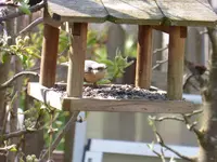 P1080641.webp
