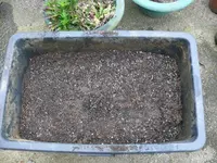 Kartoffeln im Eimer2.webp