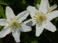P1000013.webp