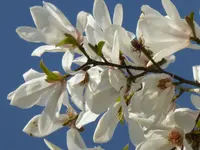 P1000026.webp
