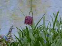 P1000029.webp