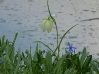 P1000031.webp