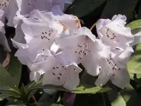 P1000040.webp