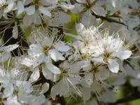 P1000046.webp