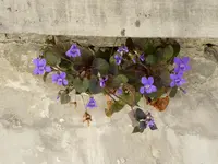 P1000055.webp
