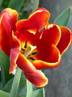 P1000060.webp
