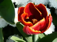 P1000061.webp