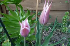 SAM_0976.webp
