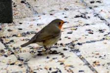 DSC_9155.webp