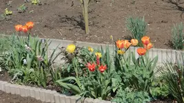 Tulpen.webp