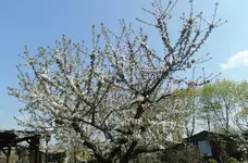 Kirschbaum.webp