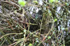 Vogelnest.webp