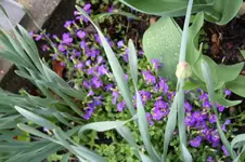 Blaukissen.webp