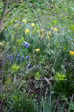 Flieder.webp