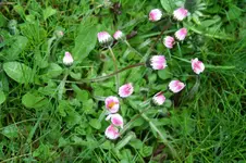 Gaensebluemchen.webp