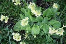 Schluesselblumen 2.webp
