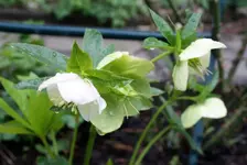 Schneerose.webp