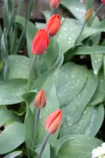 Tulpen 4.webp