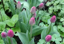 Tulpen 5.webp