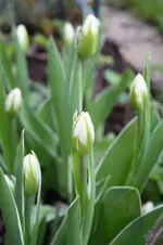 Tulpen 7.webp