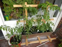 P1000073Tomaten.webp