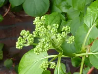 P1000087Kletterhortensie Knospen.webp