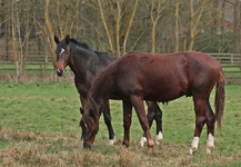 Jungpferde1_800.webp