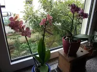 Orchi. Neuzugang 15.04.16.jpg