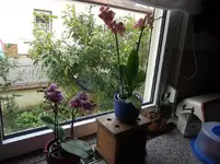 Orchi.v. 15-04-16.jpg