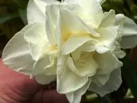 Narzisse.webp