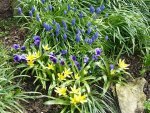 Tulpen_Gelb_Maskuri.jpg