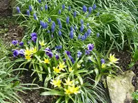 Tulpen_Gelb_Maskuri.webp