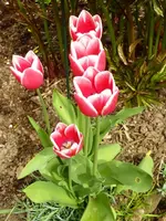 Tulpen_Rosa.webp