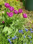 Tulpen_Rosarot.jpg